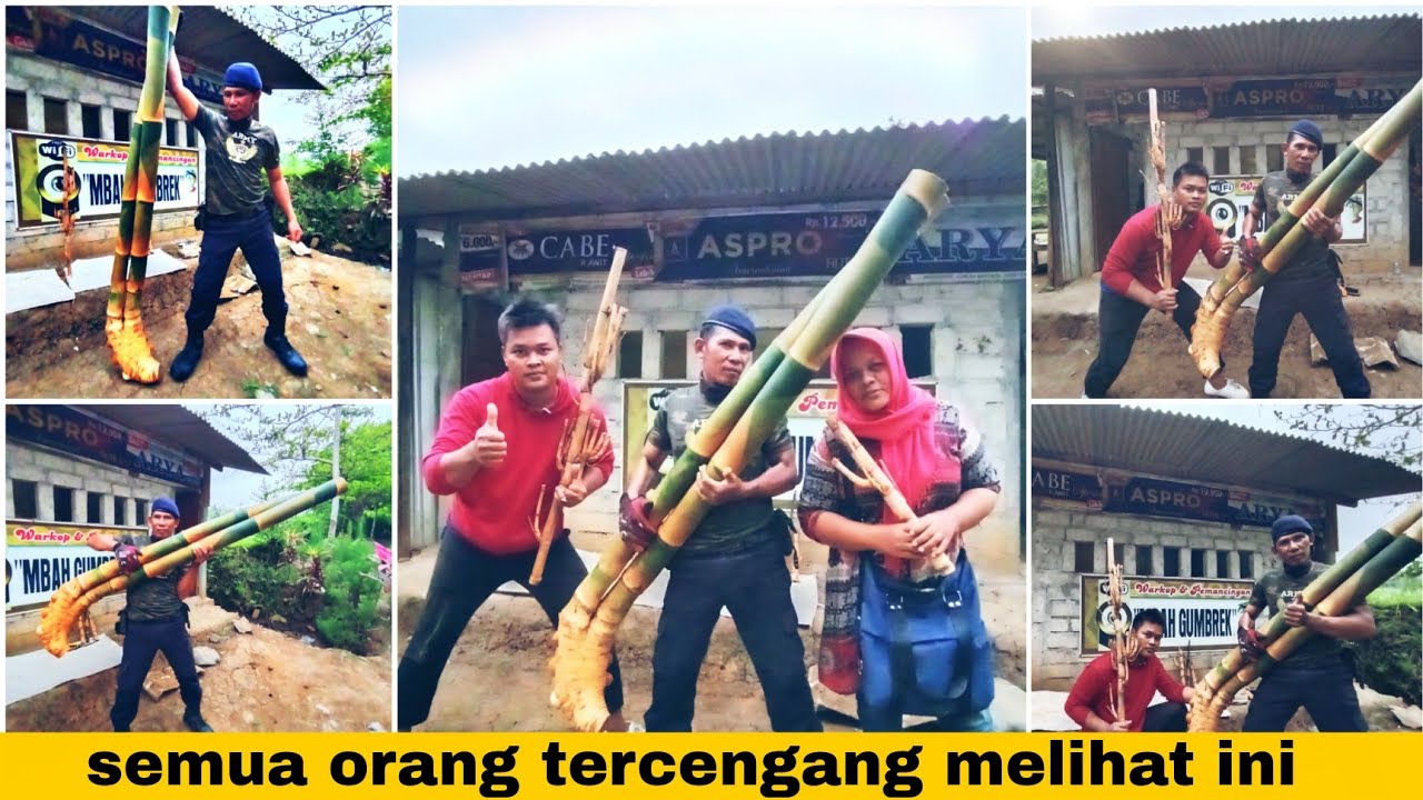 Bambu unik Dampit Jumbo Besar Banget Dan Jalu sulur mantul