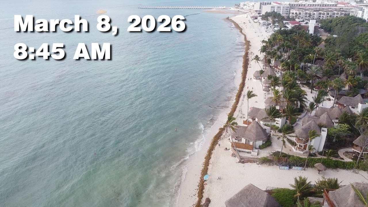Daily Sargassum Sargasso Seaweed Report at Playa del Carmen, Mexico - March 8, 2026 #sargassum