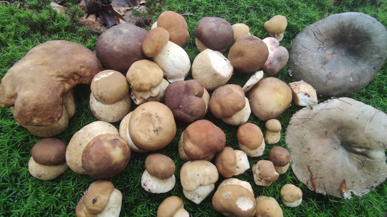SURPRIZA DIN PĂDURE🌳PRĂJEALĂ DE HRIBI