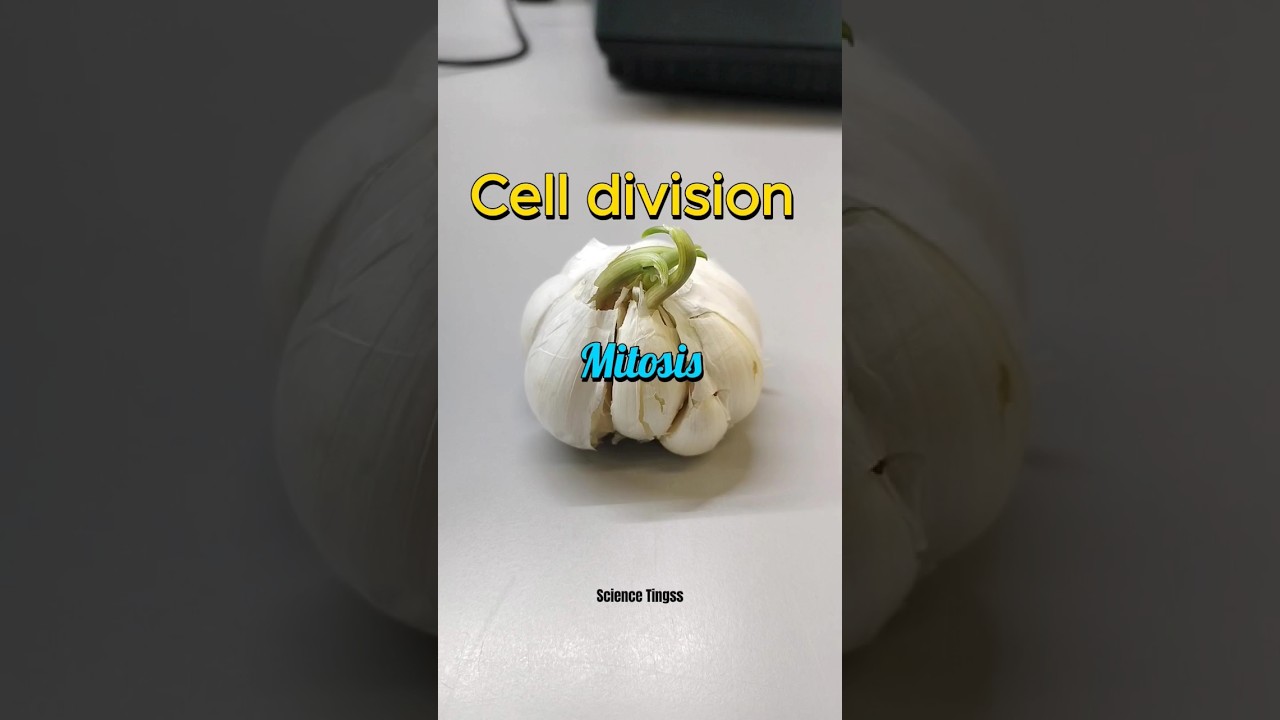 #scienceexperiment cell division in garlic roots, fail or success? #mitosis