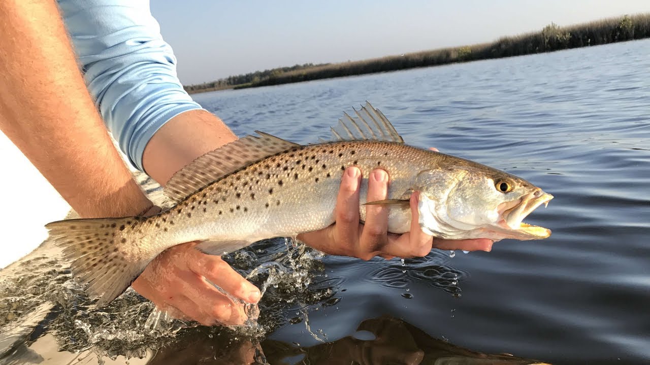 How To Catch Speckled Trout in the Winter Time