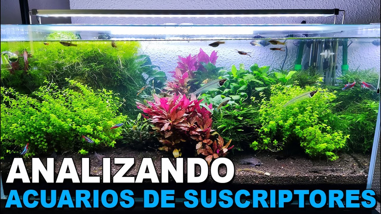 🕵️ Acuarios de Suscriptores Nº37 | Acuarios Plantados / Tapizados / ¡Acuariofilia!