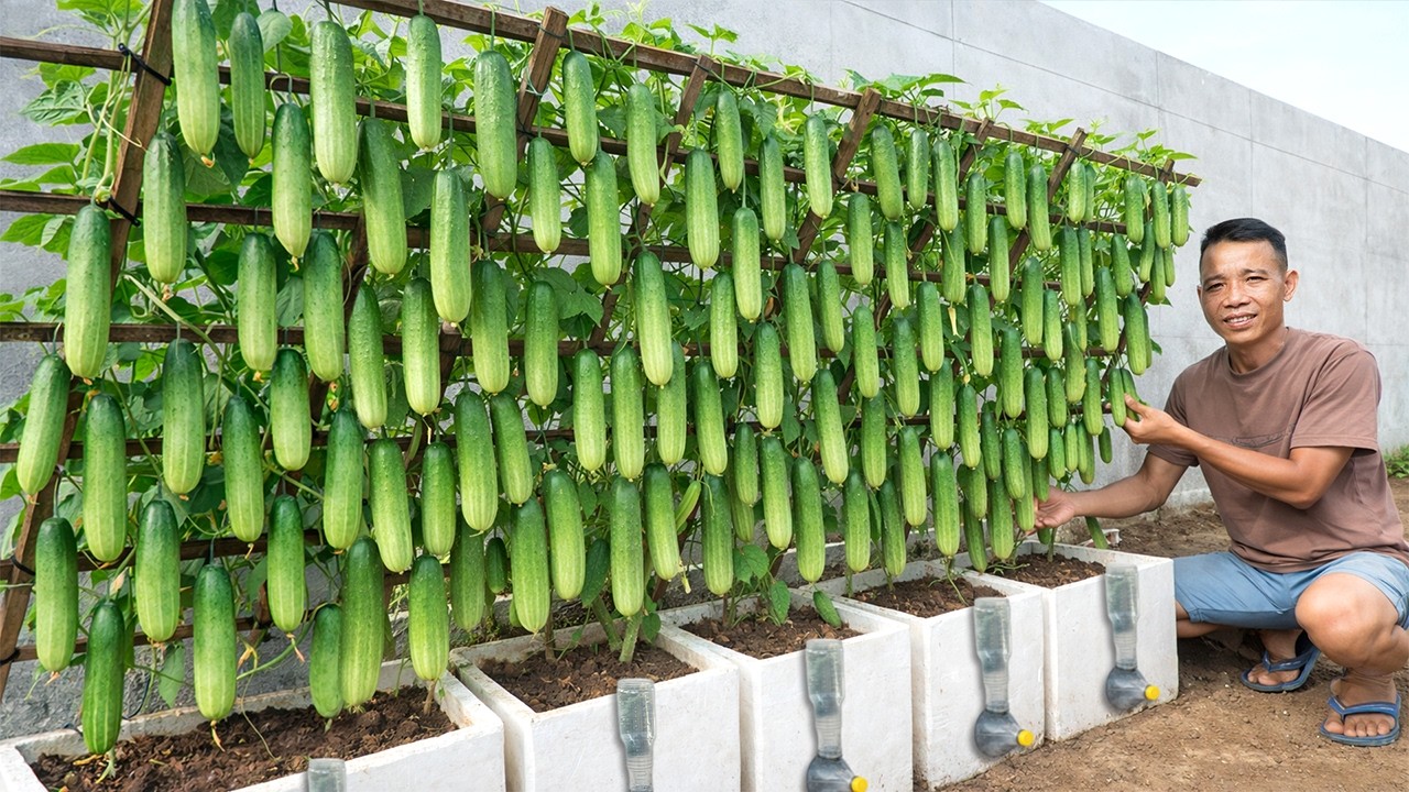 A Tips Grow Cucumber in Containers | Easy, Big, Fast, High Yield Harvest