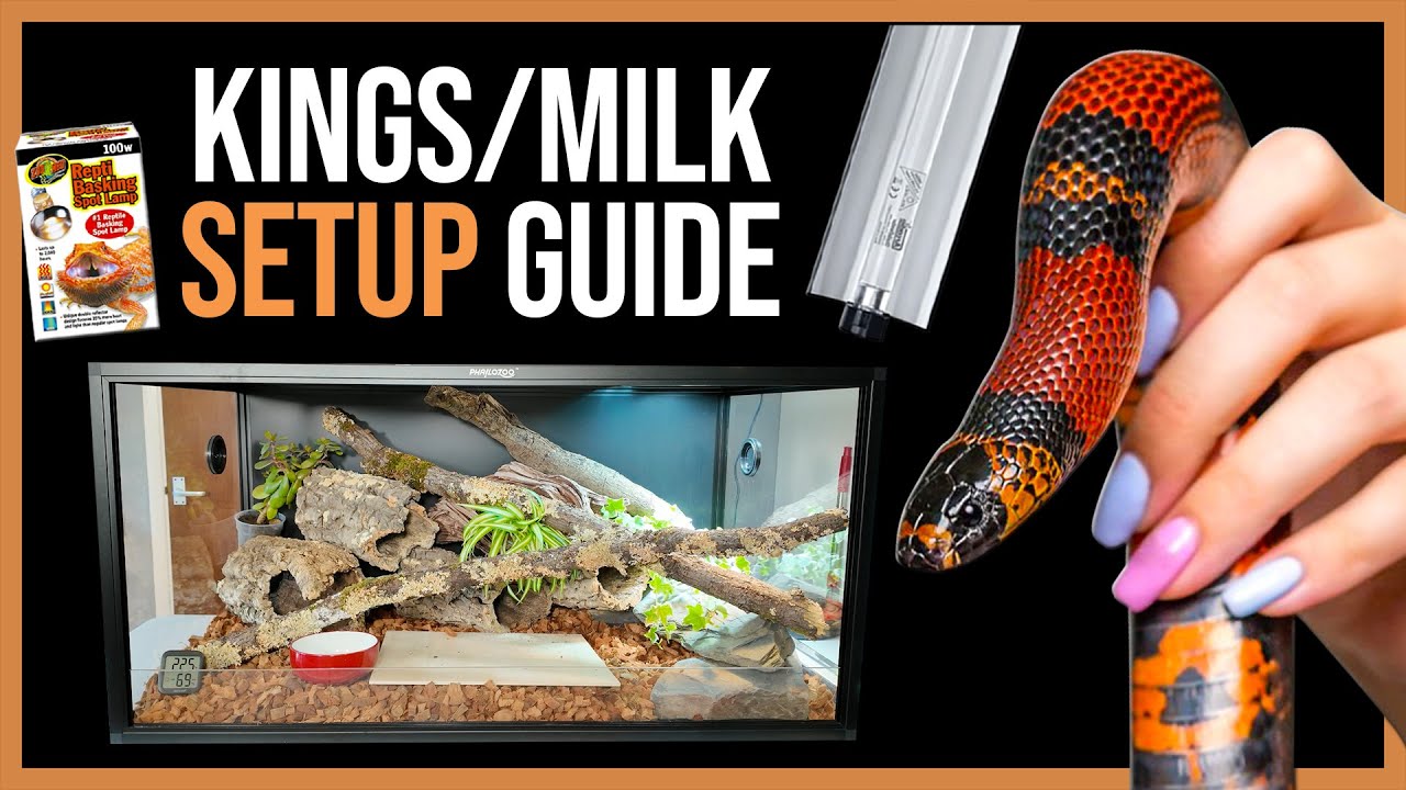 Kingsnake/Milksnake Setup for Beginners!