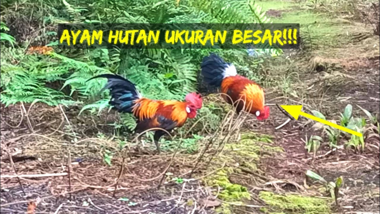 MIKAT AYAM HUTAN SUPER JUMBO JOKI SAMPAI TERHERAN HERAN