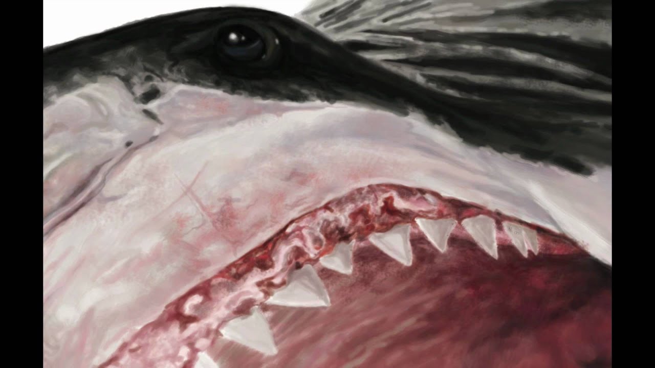 Great White Shark eating a seal Art