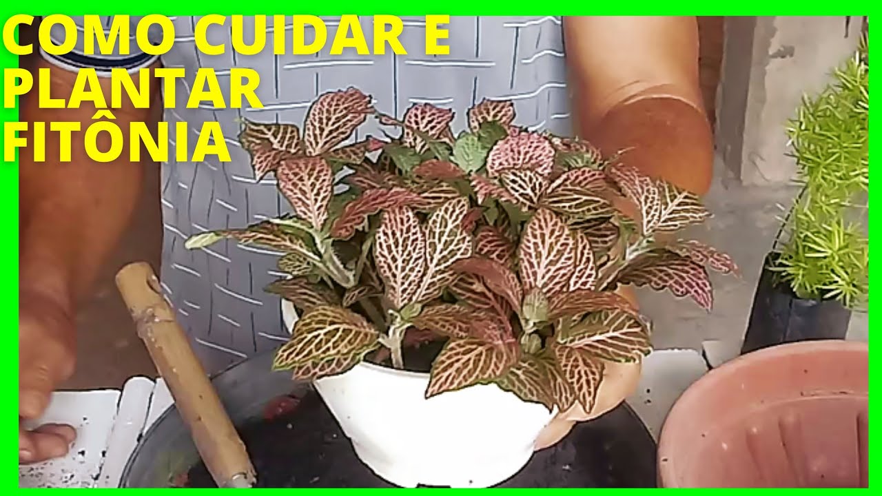 FITÔNIA COMO PLANTAR E CUIDAR