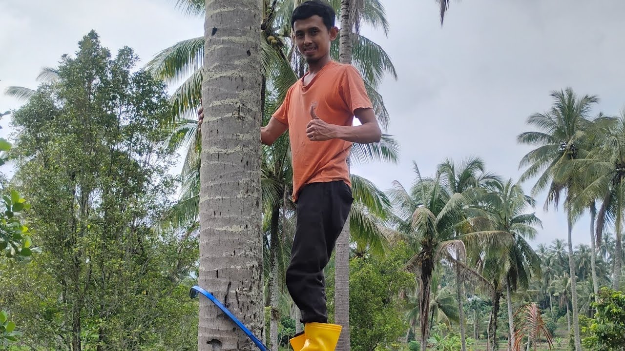 Uji Coba Alat Panjat Pohon Kelapa tercepat