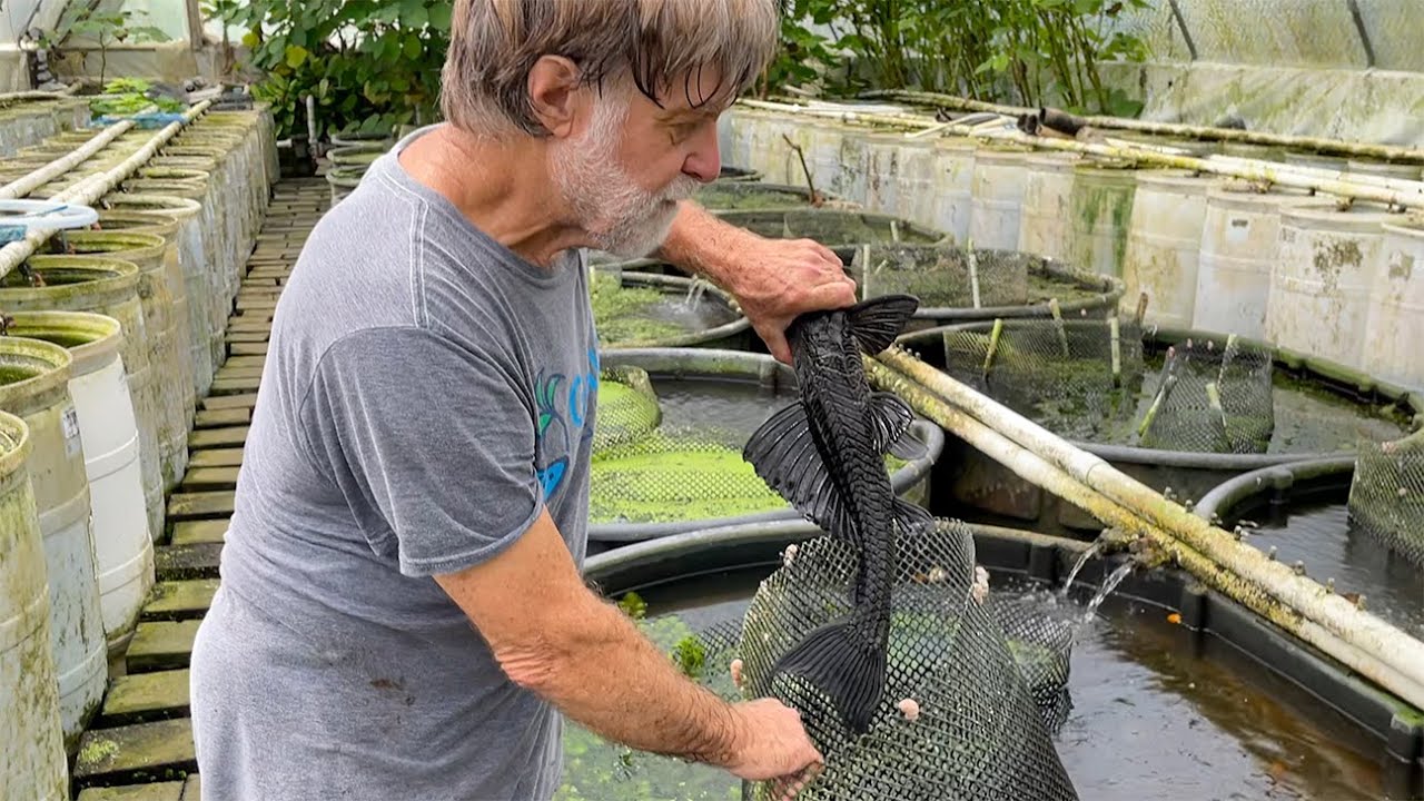 Fish Breeding Colony Selection and Setup