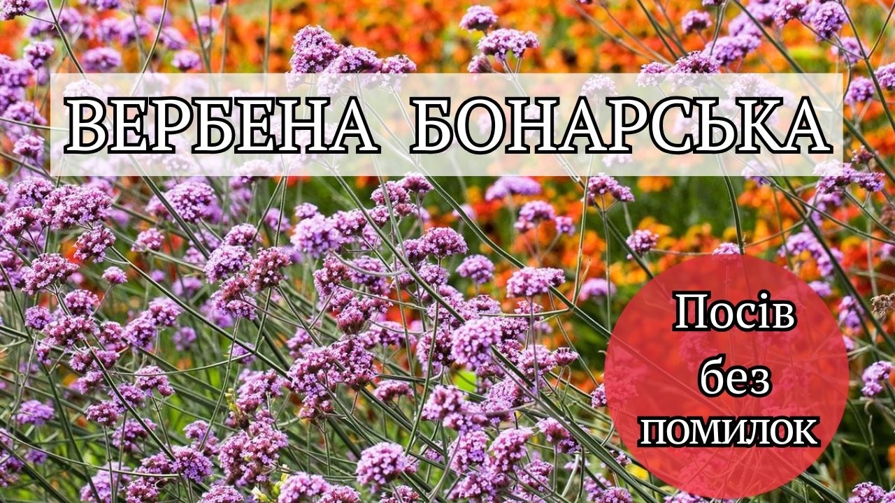 Вербена бонарська з насіння 🌸 100% сходи! Стратифікація, посів, секрет рясних сходів