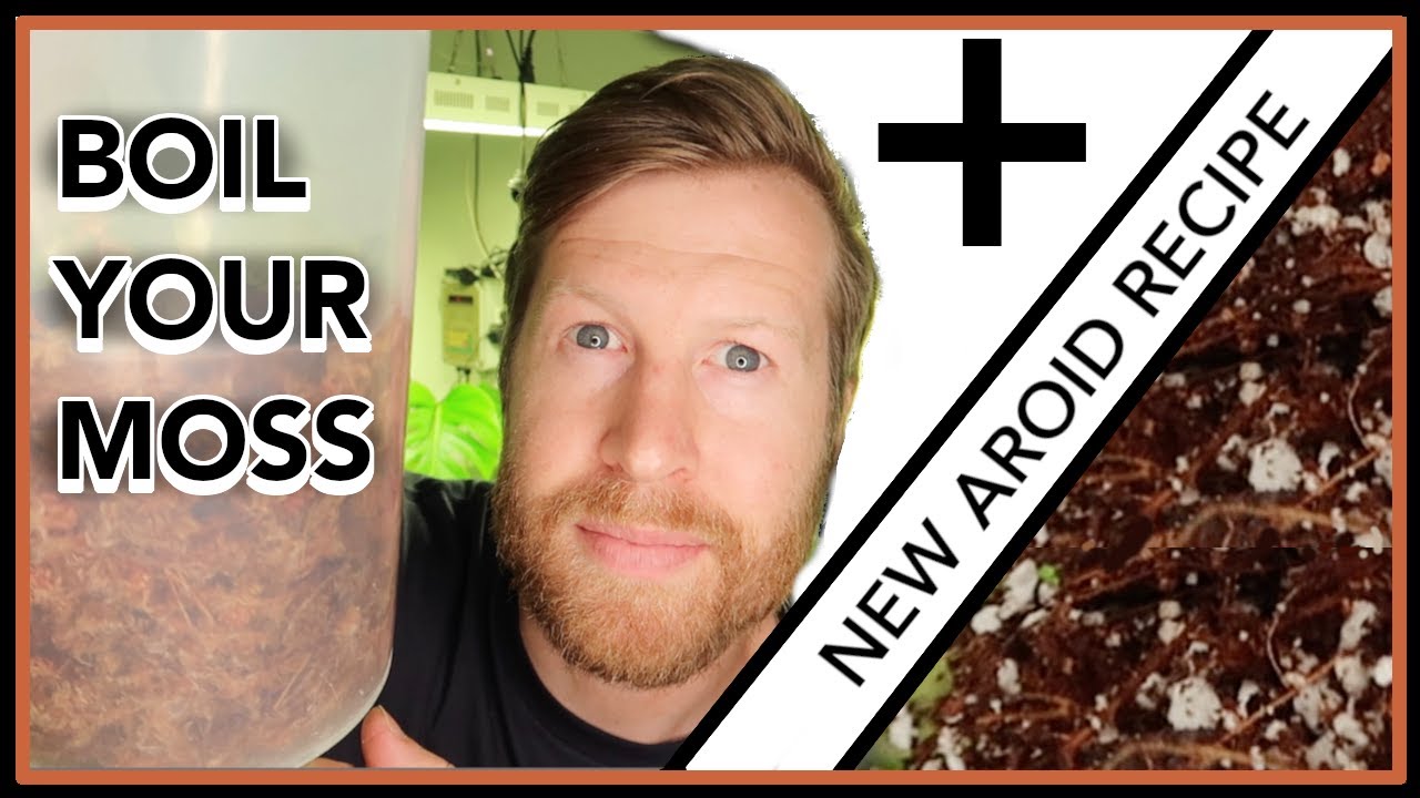 BOIL Your Moss && UPDATED Aroid Potting Mix Recipe