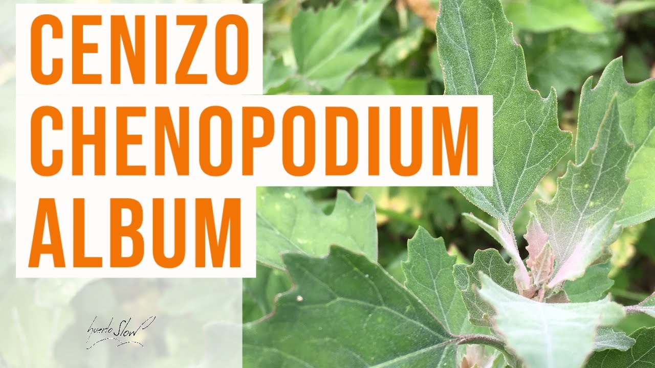 Cenizo (Chenopodium album)