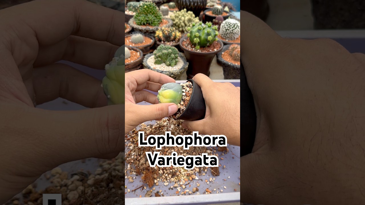 Repotting Lophophora Variegata 🌵 #cactus #succulent #kaktus #cactusgarden #lophophora #cacti #plant