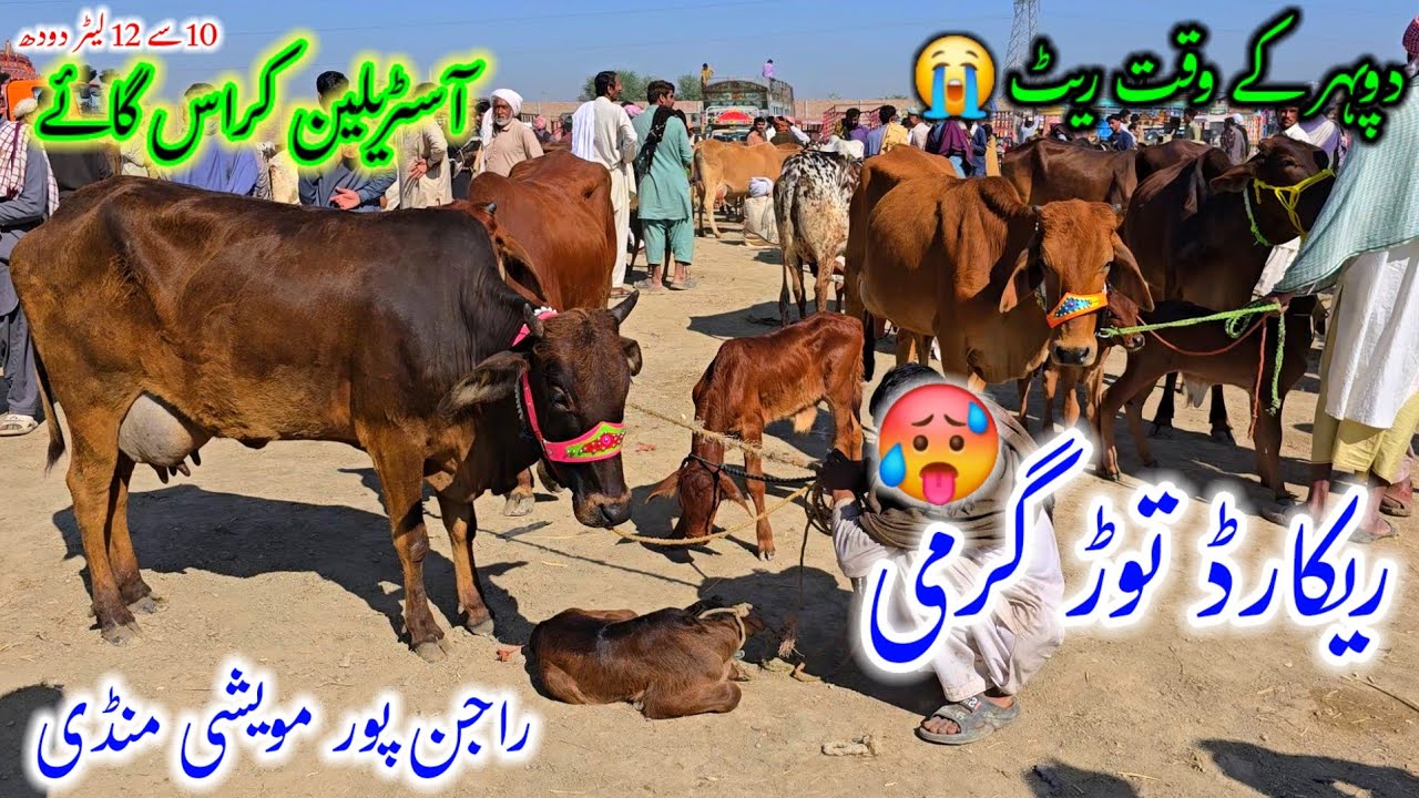 Latest new update Cattle mandi District Rajanpur heavy milking cows || Bulls  for Qurbani 2026