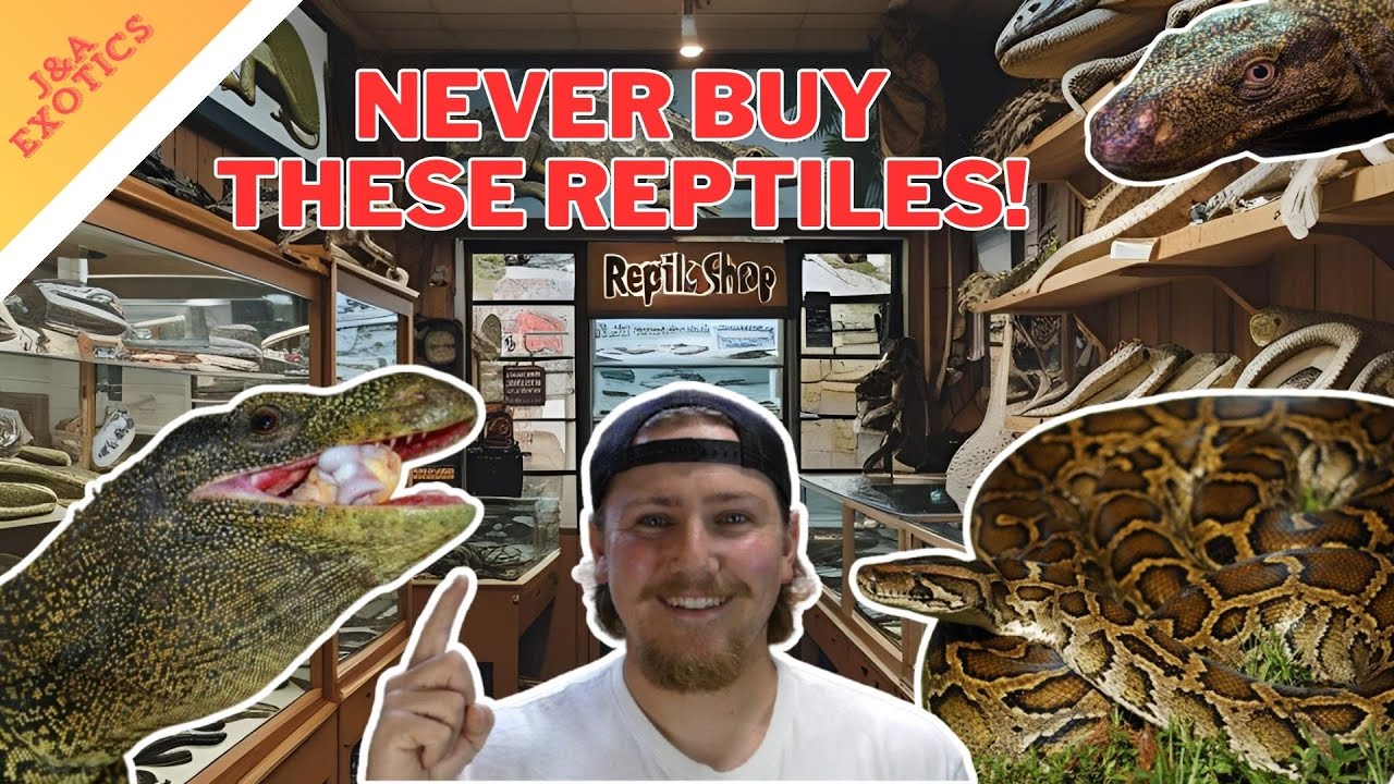NEVER BUY THESE REPTILES! Top 5 Reptiles We Shouldn't Own