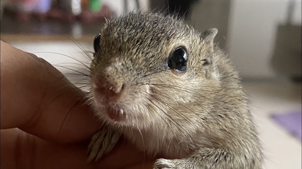 Lonely squirrel adopts a human family