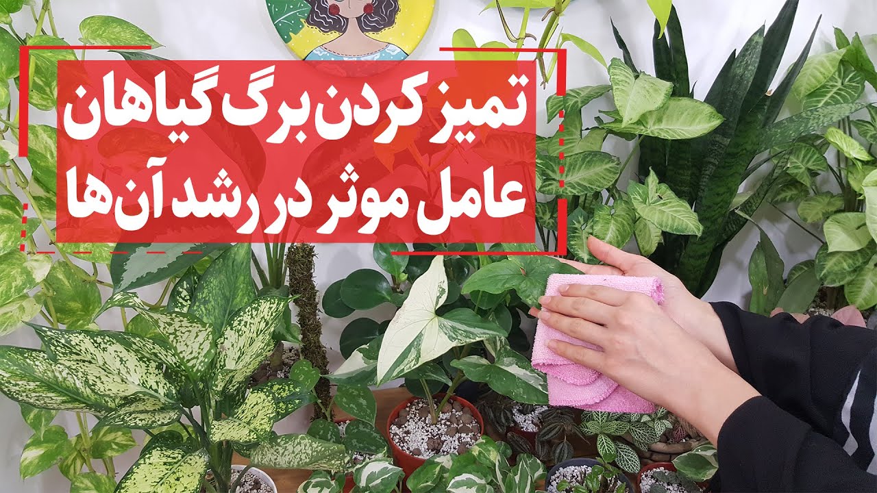 تمیز کردن برگ گیاهان آپارتمانی | از بین بردن لکه آب روی برگ گل | اسپری براق کننده گل طبیعی