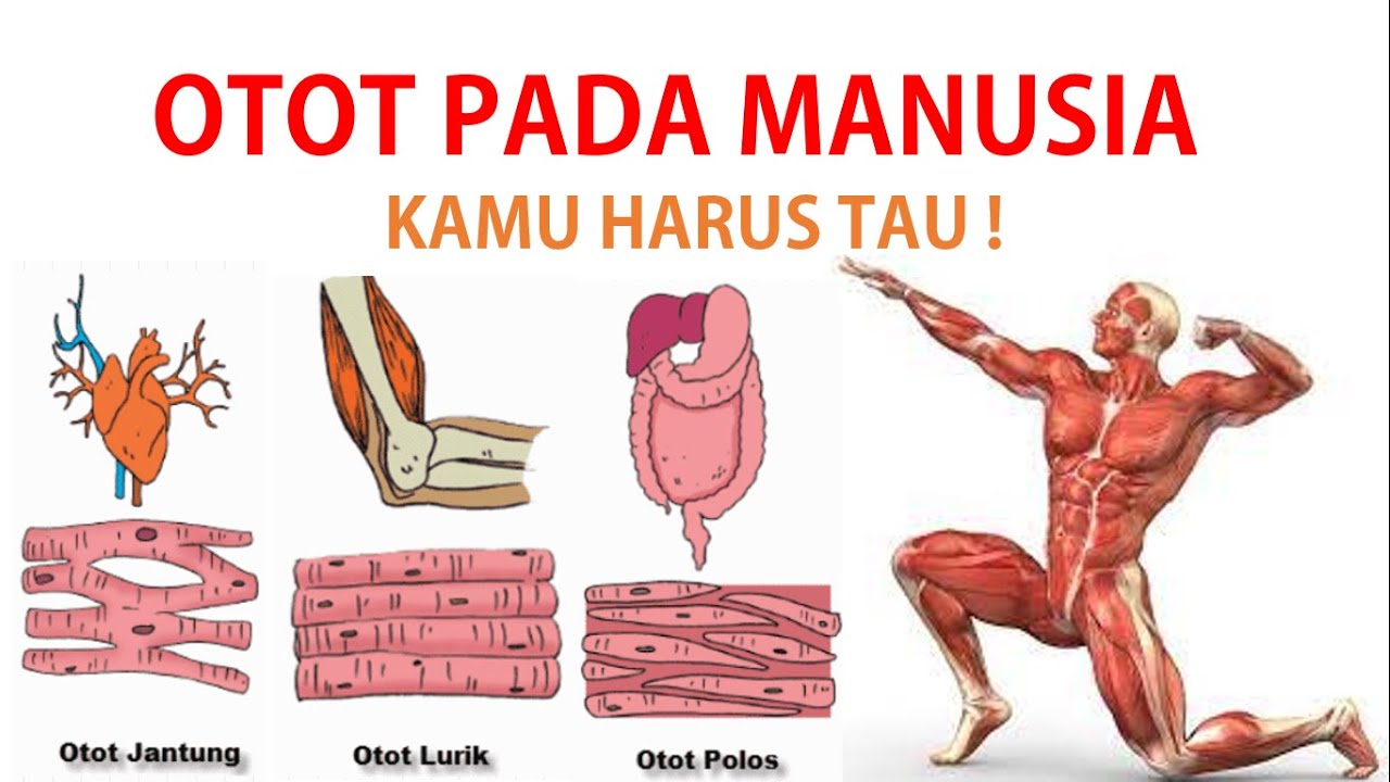 Materi OTOT Manusia dan FUNGSINYA - Otot Pada MANUSIA Dibedakan Menjadi 3 -