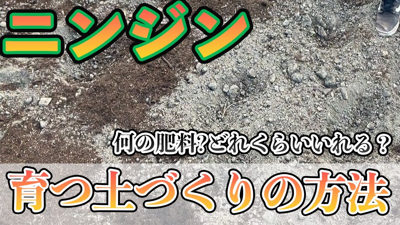 【ニンジン】超肝心。これだけで育ちが違う！土づくりの方法。