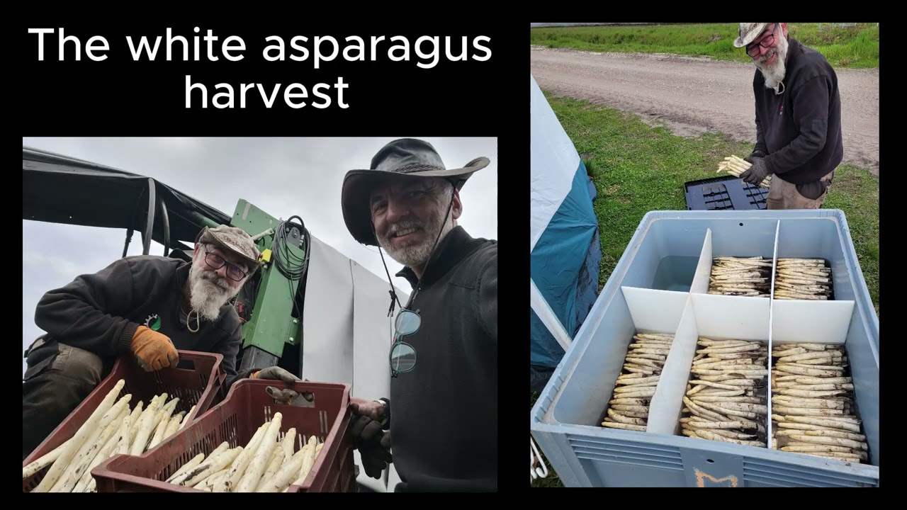 The AsperCut, the robotic asparagus harvester