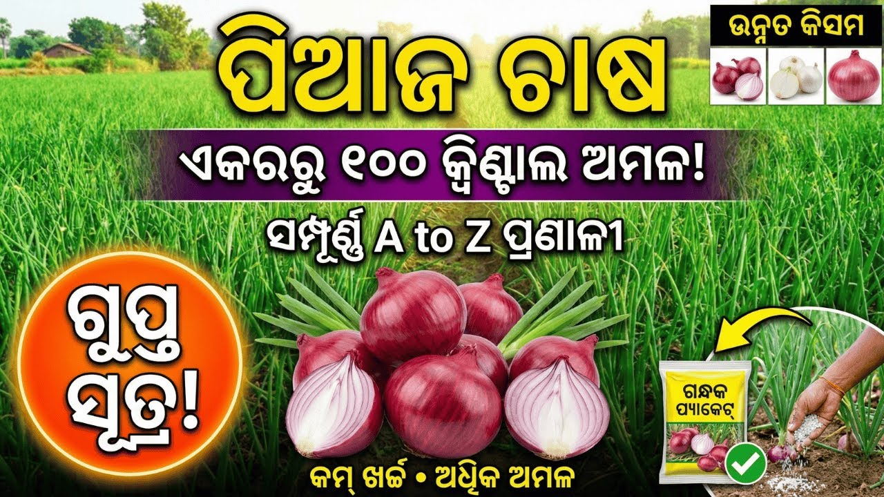 ପିଆଜ ଚାଷ: ଏକରରୁ ୧୦୦ କ୍ୱିଣ୍ଟାଲ ଅମଳ! ସମ୍ପୂର୍ଣ୍ଣ A to Z ପ୍ରଣାଳୀ | Onion Farming Odisha