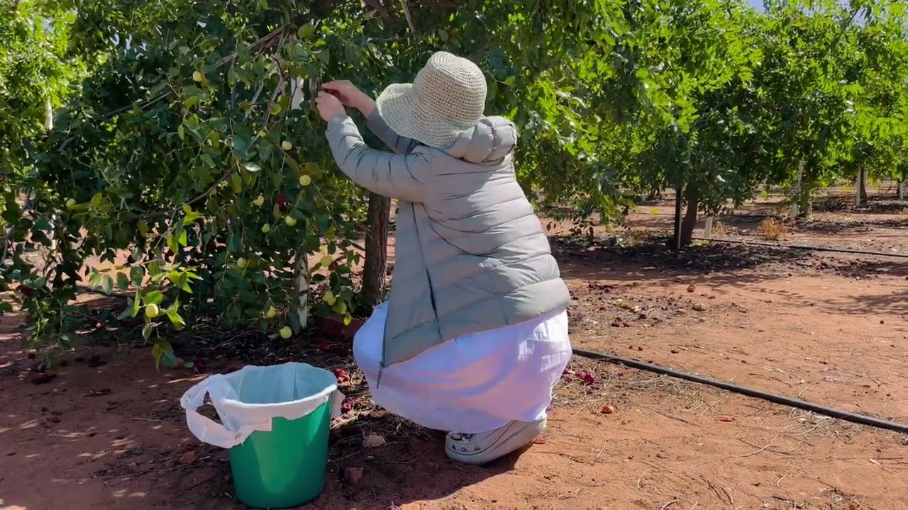Jujube picking
