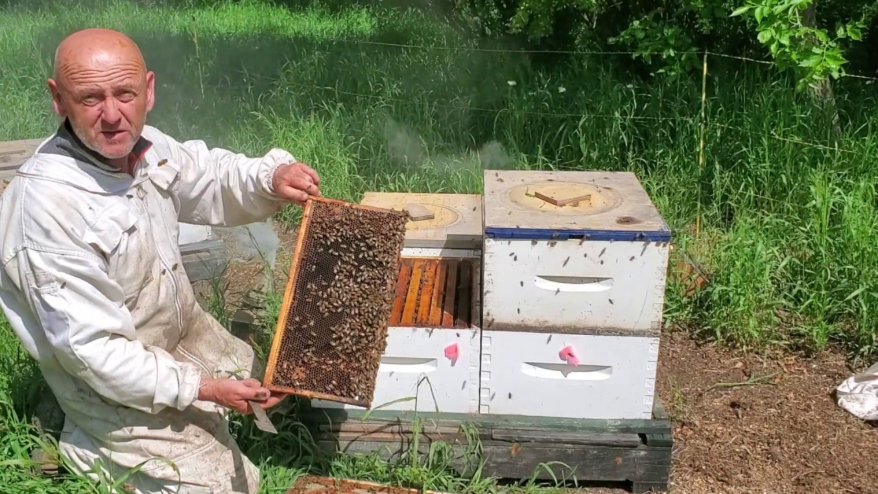 Hive blog #4 Giving room, either a second brood chamber or a honey super