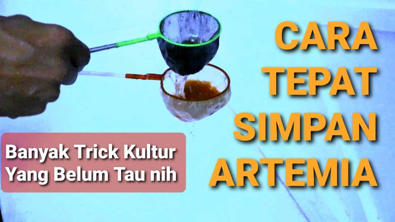 CARA TEPAT SIMPAN DAN KULTUR ARTEMIA DENGAN HASIL MAKSIMAL. RIVIEW ALAT SIFON MODERN FISHOWNER