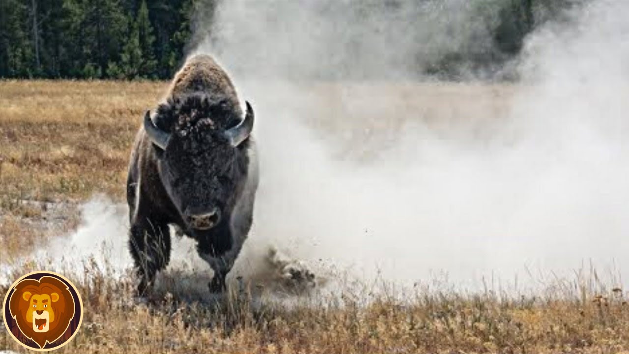 Von So Einem Bullen Sollte Man Sich Besser Fernhalten - Bisons In Aktion