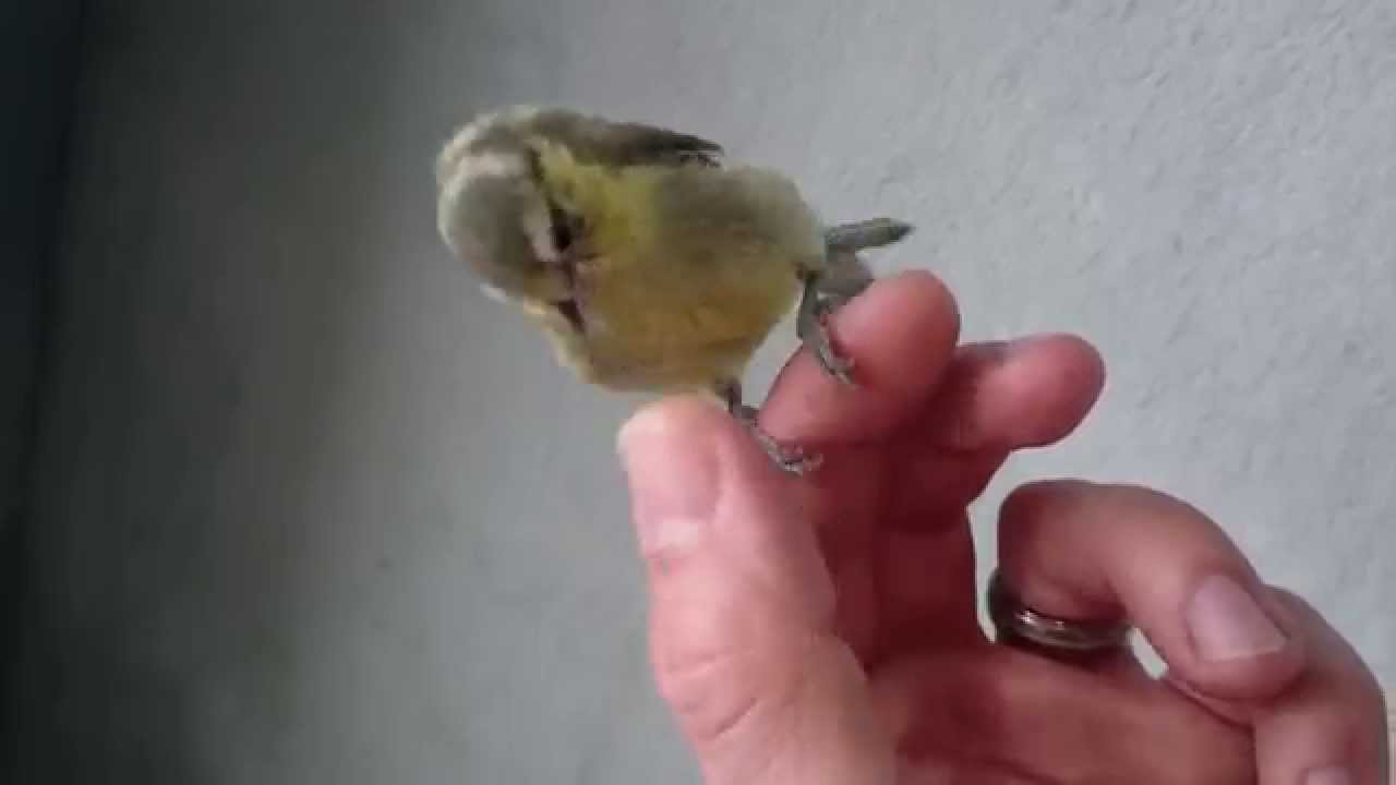 Spielen mit der Blaumeise! Playing with the Bluetit