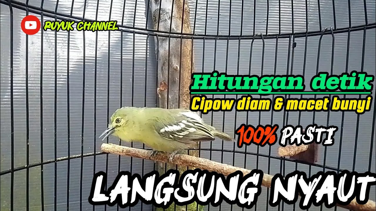 Sirtu Gacor!! Pancingan Paling Ampuh Cuma Hitungan Detik Cipow Diam & macet bunyi Langsung NYAUT..‼️