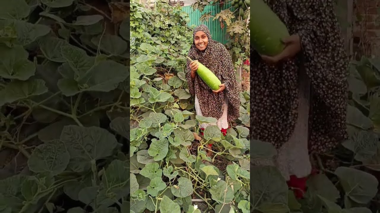 চাল থেকে লাউ পারলাম।😊