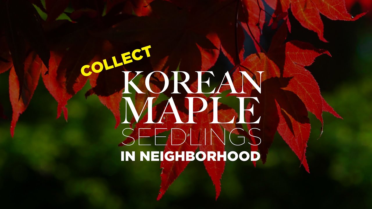 Collect Korean Maple Tree Seedlings in the Neighborhood
