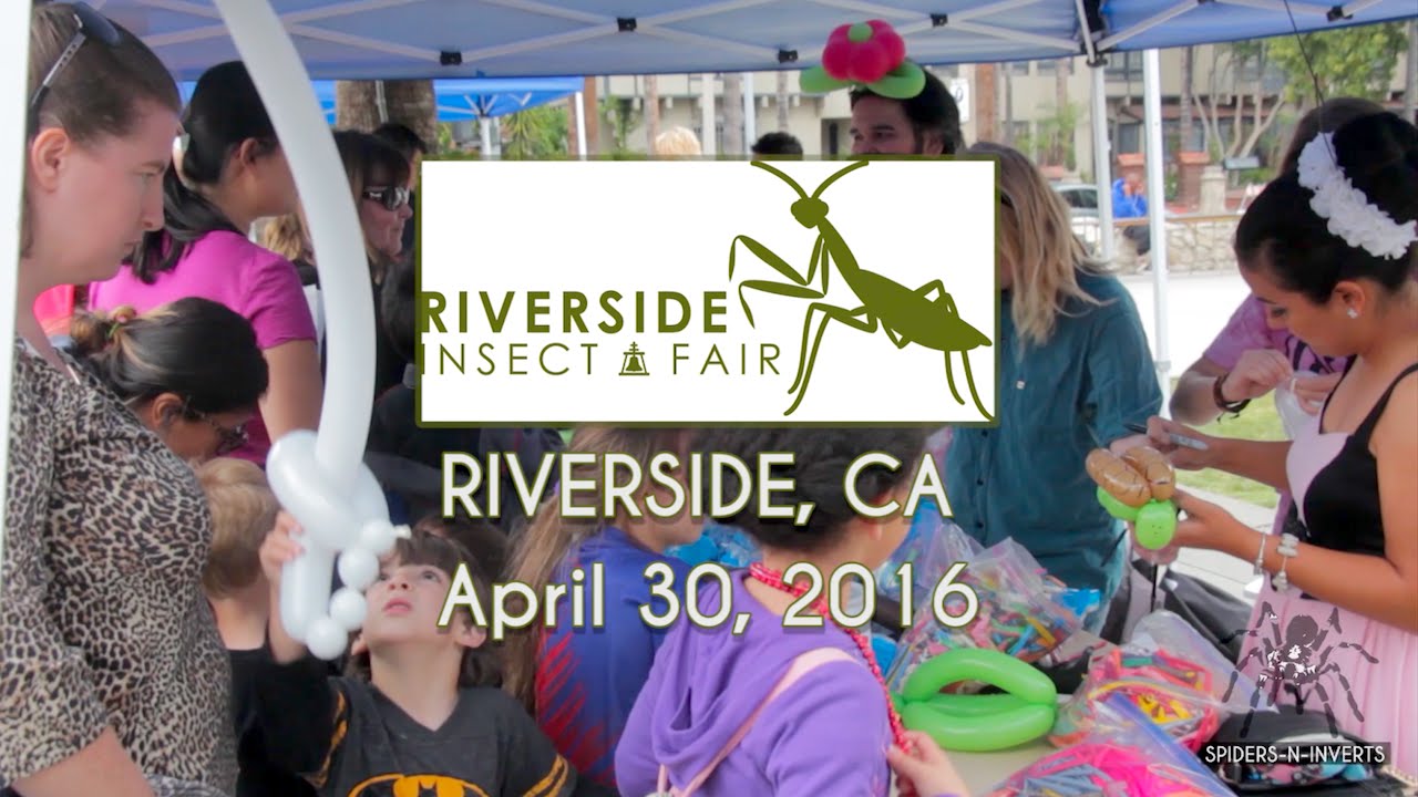 Annual Riverside Insect Fair 2016: Spiders-N-Inverts #27