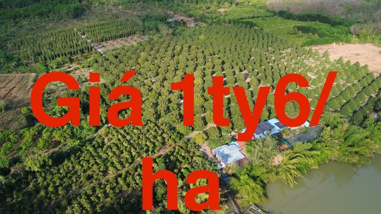Vườn sầu riêng- nghỉ dưỡng - 1ty6/ha