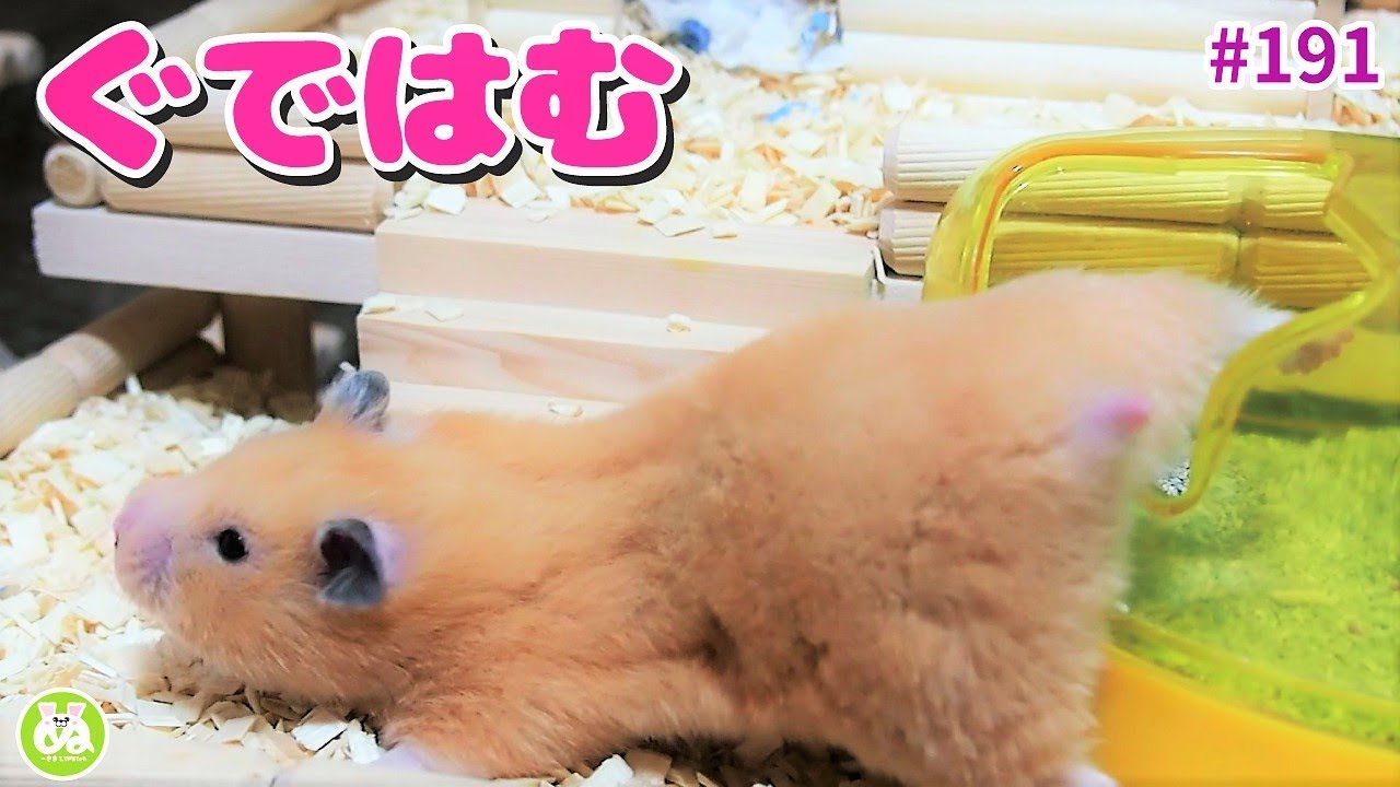 またしんだフリで笑わせてくる寝起きのぐでぐでハムスター！
