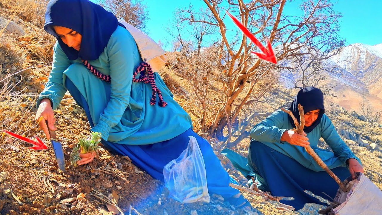 Nomadic Woman’s Mountain Journey for Firewood | Fatemeh’s Gratitude & Wild Plant Discovery