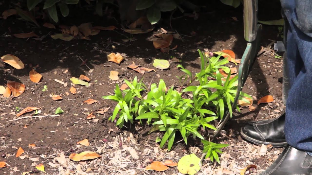 Как пересадить луковицы лилий: Grow Guru