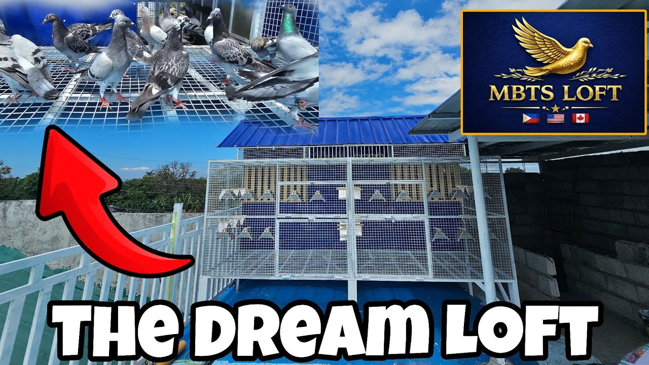 NILAGYAN NA NATIN NG KALAPATI ANG ATING DREAM LOFT 😱