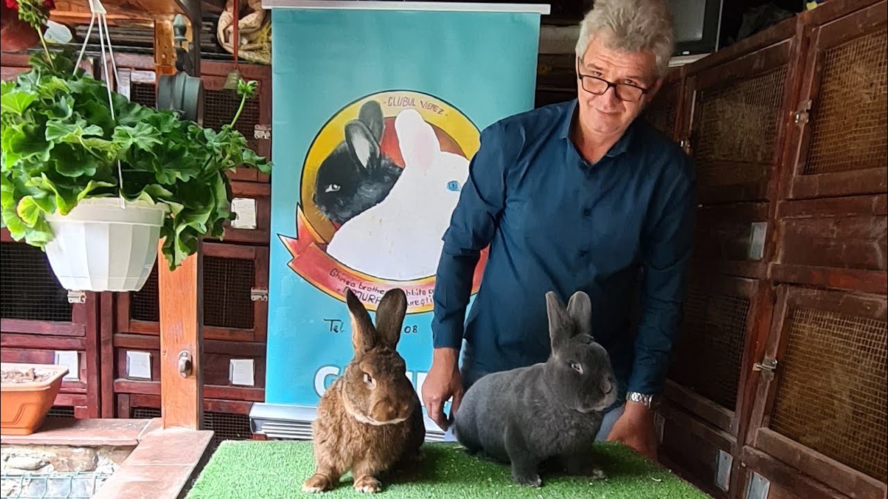 Iepurii lui Alexandru Ghinea 2021-Kaninchen,kroliki,lapins