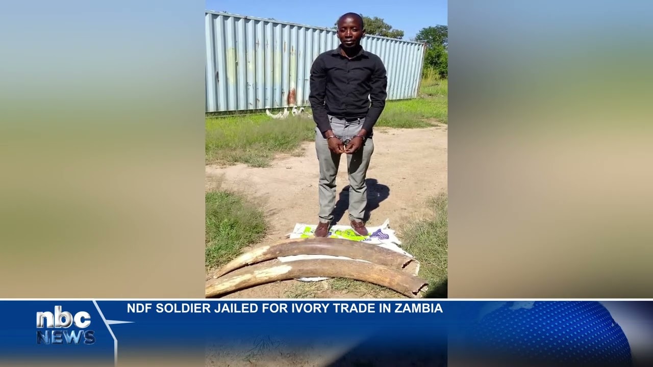 Namibian soldier jailed 5 years in Zambia for selling elephant tusks - nbc