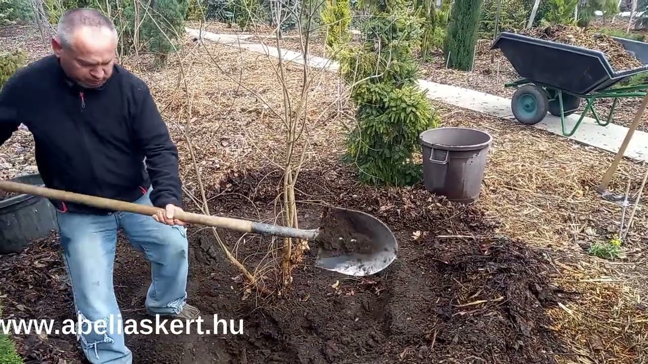 Termő gránátalma ültetés