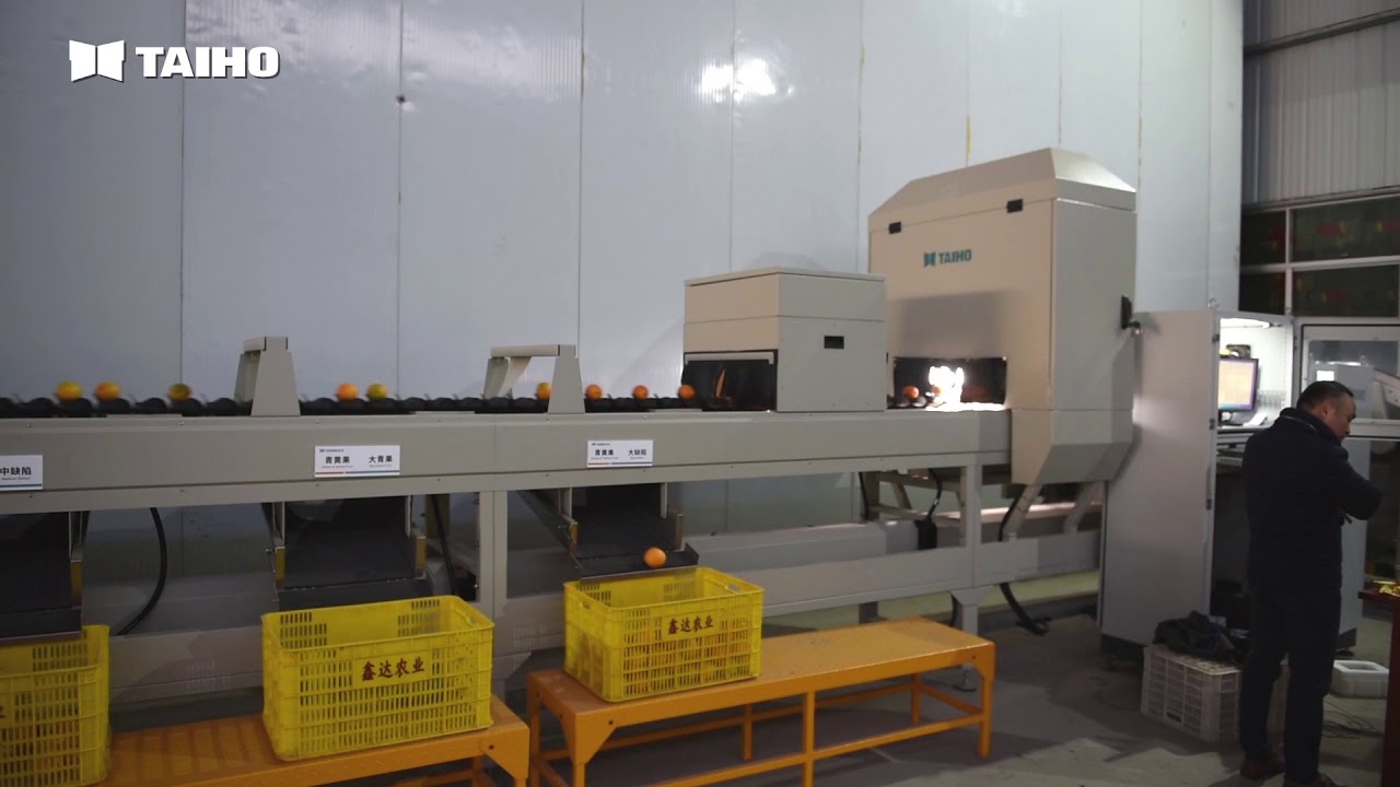 Oranges Grading Systems from TAIHO fruits separating and sorting expert, separate and sort fruit