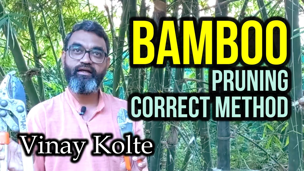 बांबूची छाटणी का, कशी आणि कधी करावी - श्री. विनय कोलते. How to Prune Bamboo Plant correctly #bamboo
