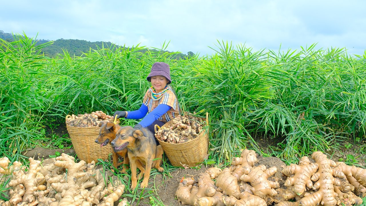 Harvesting Western Ginger Garden Goes To Market Sell - Cooking, Farm | Tieu Lien