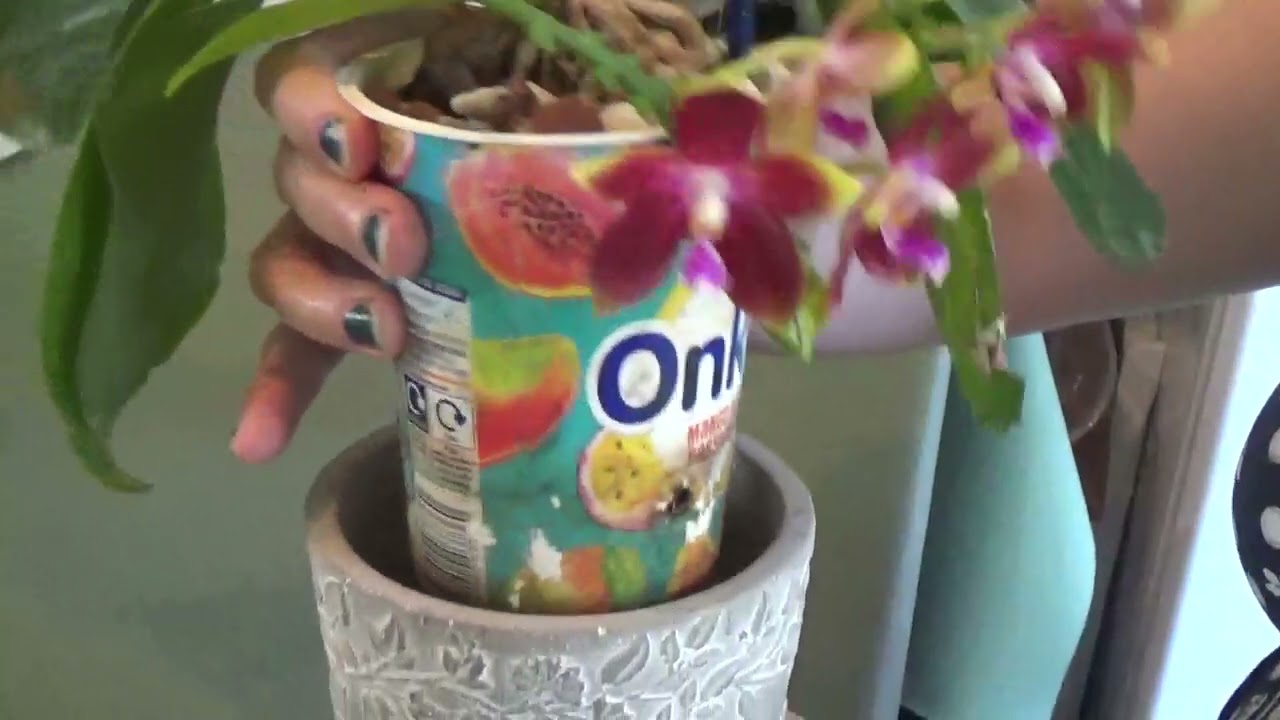 Orchid Spotlight Tying Shin Fly Eagle 2022