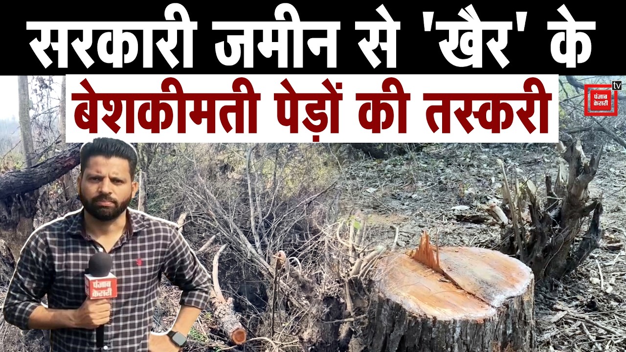 Bhudkalan में वन माफिया की बड़ी सेंधमारी: सरकारी जमीन से 'खैर' के बेशकीमती पेड़ काटे, वन विभाग अनजान