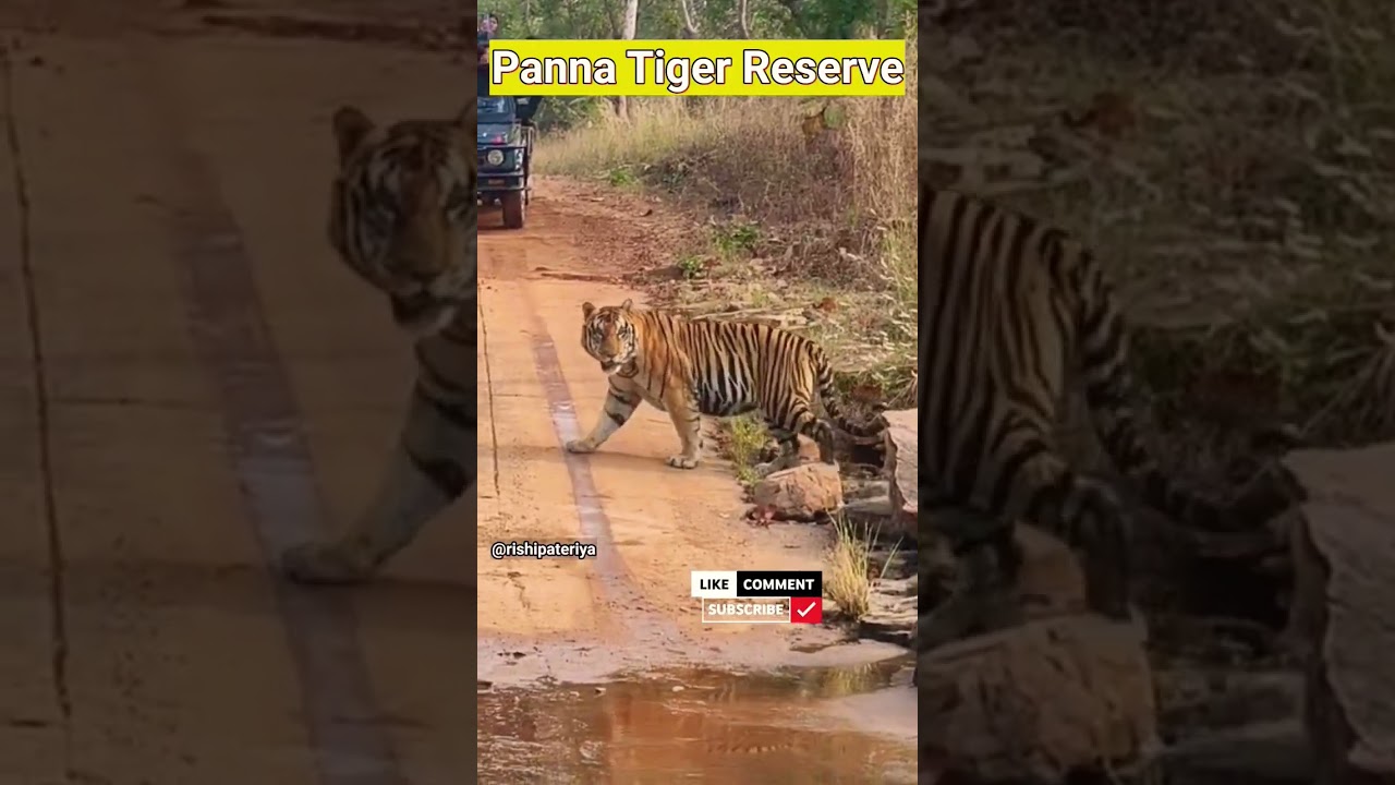 Swagat nhi karoge hamara,tiger on road,king of Panna,tiger entry #panna #tiger #wildlife #salmankhan