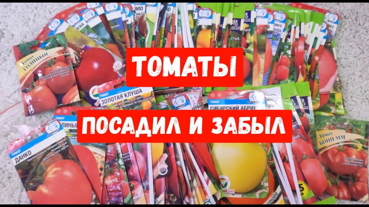 ЭТИ СОРТА ТОМАТОВ ПОСАДИЛ И ЗАБЫЛ   САМЫЕ УРОЖАЙНЫЕ ТОМАТЫ Сметают Пачками, Посажу в 2024