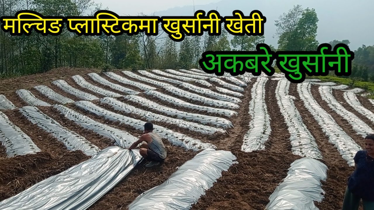 Malching  plastic ma khursani kheti। अकबरे खुर्सानी /Red chili farming #farminginnepal#akabare